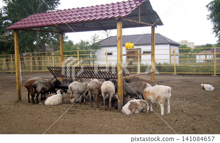 A flock of sheep eats from a wooden feeder under a shelter with a red roof at an outdoor farm. The domestic animals stand on dirt ground 141084657