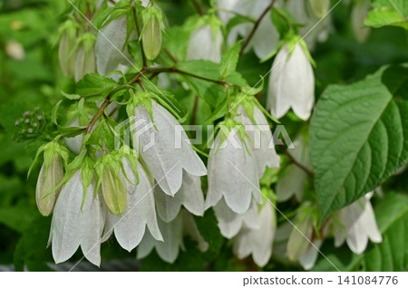 Campanula (family Campanulaceae), genus Campanula Campanula (family Campanulaceae), genus Campanula 141084776
