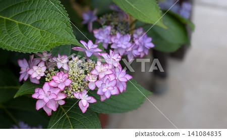 hydrangea hydrangea 141084835