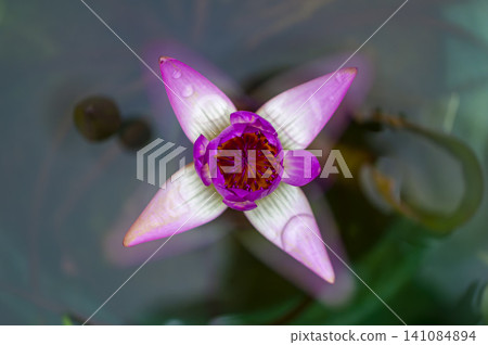蓮花瓣 蓮花瓣 141084894
