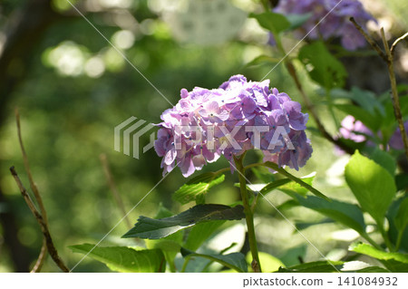 紫色繡球花 紫色繡球花 141084932
