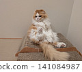 A Scottish Fold cat sitting in a "Scottish" position on a scratching post. 141084987