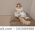 A Scottish Fold cat sitting in a "Scottish" position on a scratching post. 141084988