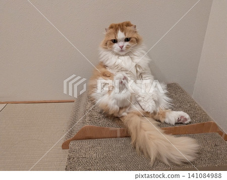 A Scottish Fold cat sitting in a "Scottish" position on a scratching post. A Scottish Fold cat sitting in a "Scottish" position on a scratching post. 141084988