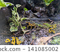 Poisonous frogs that inhabit the Amazon 141085002
