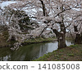 Beautiful cherry blossoms at Hirosaki Castle 141085008