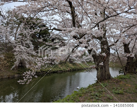 Beautiful cherry blossoms at Hirosaki Castle 141085008