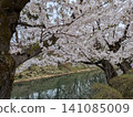 Beautiful cherry blossoms at Hirosaki Castle 141085009
