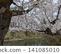 Beautiful cherry blossoms at Hirosaki Castle 141085010
