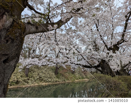 Beautiful cherry blossoms at Hirosaki Castle Beautiful cherry blossoms at Hirosaki Castle 141085010