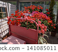 Beautiful roses on a cart 141085011