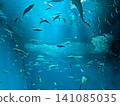 Beautiful sea creatures 141085035