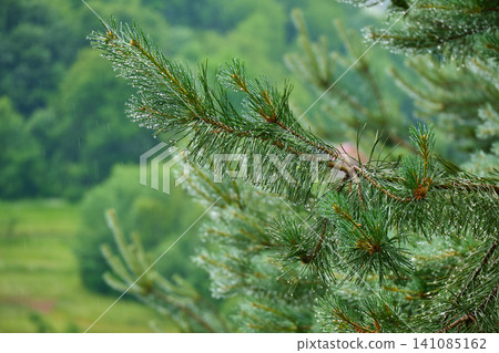 Refreshing Raindrops on Pine Needles Refreshing Raindrops on Pine Needles 141085162