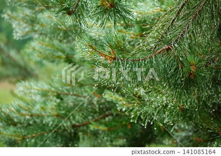 Refreshing Raindrops on Pine Needles Refreshing Raindrops on Pine Needles 141085164