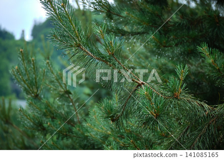 Refreshing Raindrops on Pine Needles Refreshing Raindrops on Pine Needles 141085165
