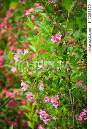 Blooming Weigela Shrub Blooming Weigela Shrub 141085170