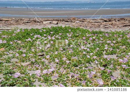 退潮時分的海景,前景是海灘上的牽牛花。 退潮時分的海景,前景是海灘上的牽牛花。 141085186
