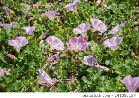 一簇海灘牽牛花 一簇海灘牽牛花 141085187