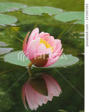 Pink water lilies reflected on the surface of the water Pink water lilies reflected on the surface of the water 141085303