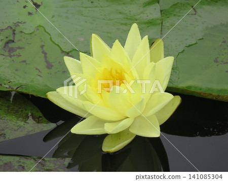 Yellow water lilies Yellow water lilies 141085304