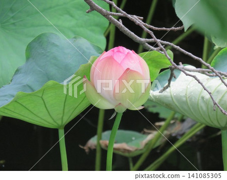 Bud of lotus Bud of lotus 141085305