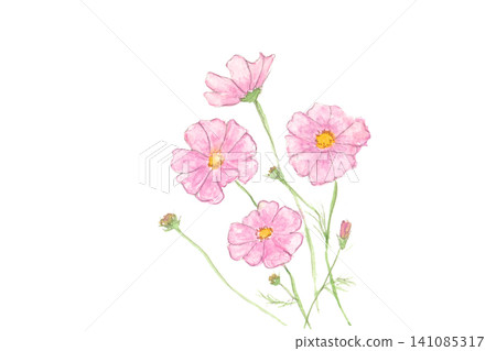 Hand-painted watercolor illustration of pink cosmos flowers on a white background. Hand-painted watercolor illustration of pink cosmos flowers on a white background. 141085317