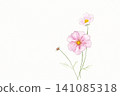 手繪水彩插圖，描繪了粉紅色波斯菊。 141085318