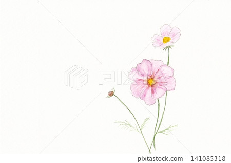 手繪水彩插圖，描繪了粉紅色波斯菊。 141085318