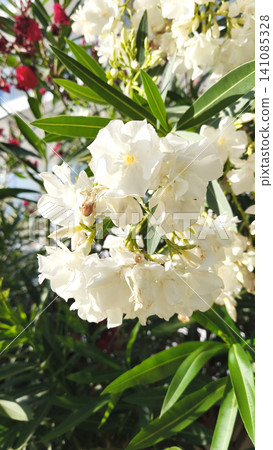 Close up of blooming white oleander flowers in bright Mediterranean sunlight. Elegant blossoms and lush green foliage create a vibrant summer garden scene in Cyprus. Close up of blooming white oleander flowers in bright Mediterranean sunlight. Elegant blossoms and lush green foliage create a vibrant summer garden scene in Cyprus. 141085328