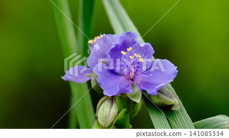 A photograph of a dayflower with purple flowers. A photograph of a dayflower with purple flowers. 141085334