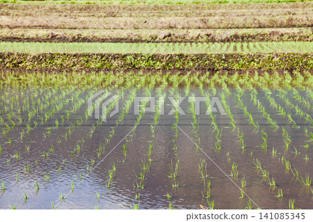 Geometric rows in Taiwan rice paddy Geometric rows in Taiwan rice paddy 141085345