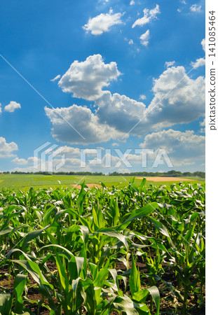 Green Corn Field Under Beautiful Blue Sky with White Clouds Agricultural Landscape with Growing Corn Plants on a Sunny Day 141085464