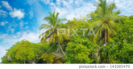 Tropical Green Palms and Jungle Trees Under Beautiful Blue Sky Scenic Panoramic Landscape of Exotic Coconut Palm Trees and Foliage Tropical Green Palms and Jungle Trees Under Beautiful Blue Sky Scenic Panoramic Landscape of Exotic Coconut Palm Trees and Foliage 141085470