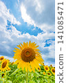 A large sunflower, a blue sky, and the sun peeking through the clouds – a summer image. 141085471
