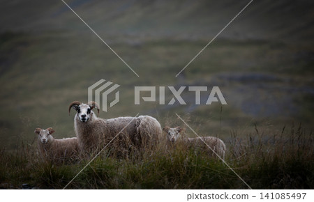 Icelandic ewe with two young lambs stands in a quiet grassy meadow beneath misty hills. Peaceful rural scene showcases Iceland unique sheep breed and untouched Nordic countryside. 141085497