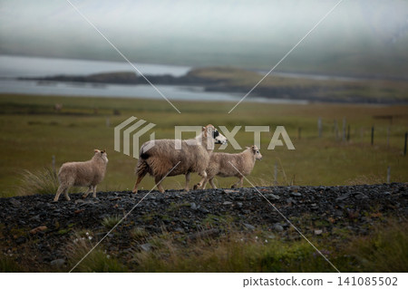 An Icelandic ewe walks with two young lambs across a quiet meadow in the Icelandic countryside. Serene rural landscape highlights traditional farming, family bonds and Nordic nature. 141085502