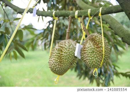 a fresh durian fruit hanging on a tree branch, secured with a red plastic rope in an agricultural orchard. a fresh durian fruit hanging on a tree branch, secured with a red plastic rope in an agricultural orchard. 141085554