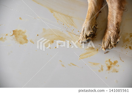 Dirty dog paws leaving muddy footprints and stains on a clean white tiled floor inside a house Dirty dog paws leaving muddy footprints and stains on a clean white tiled floor inside a house 141085561