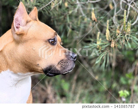 A profile close up of a tan and white Pitbull type dog looking to the right, with short fur, a black nose, and a natural forest background with pine needles. A profile close up of a tan and white Pitbull type dog looking to the right, with short fur, a black nose, and a natural forest background with pine needles. 141085787