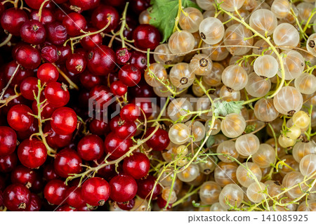 Organic red and white currants provide a healthy, sweet, and tangy summer fruit harvest Organic red and white currants provide a healthy, sweet, and tangy summer fruit harvest 141085925