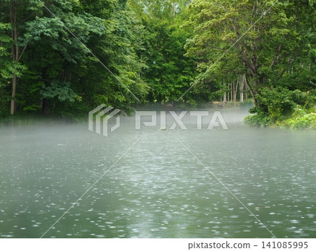 A misty, rain-soaked pond in the forests of Hokkaido A misty, rain-soaked pond in the forests of Hokkaido 141085995