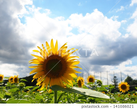 A field of sunflowers in full bloom: Summer in Hokkaido A field of sunflowers in full bloom: Summer in Hokkaido 141086021