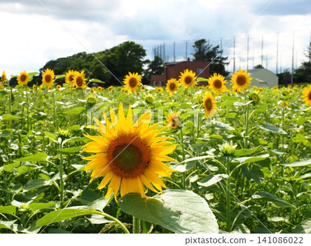 A sunflower field under the summer sky and a suburban landscape. A sunflower field under the summer sky and a suburban landscape. 141086022