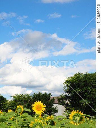 一朵向日葵,一片夏日藍天 一朵向日葵,一片夏日藍天 141086026