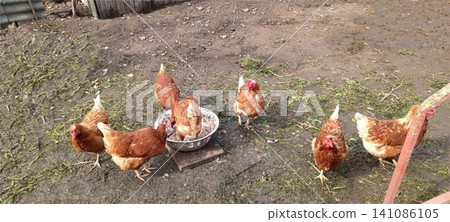 Seven brown and white chickens gather around a metal feeding bowl on dirt ground near a wooden fence. Several hens actively peck at feed in a farmyard scene. Seven brown and white chickens gather around a metal feeding bowl on dirt ground near a wooden fence. Several hens actively peck at feed in a farmyard scene. 141086105