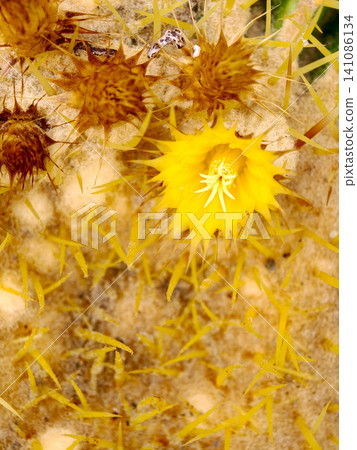 Yellow cactus flower blooming with sharp spines 141086134