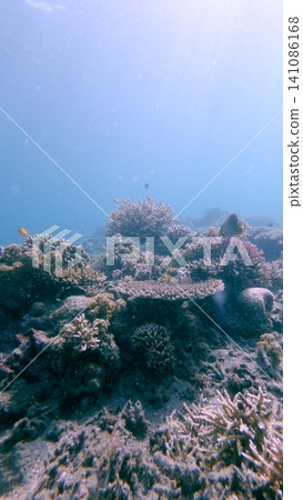 Coral bommies showing Pocillopora meandrina and Acropora cervicornis growing among debris of broken coral showing recovery and healing of the reef. Dauin, Philippines Coral bommies showing Pocillopora meandrina and Acropora cervicornis growing among debris of broken coral showing recovery and healing of the reef. Dauin, Philippines 141086168
