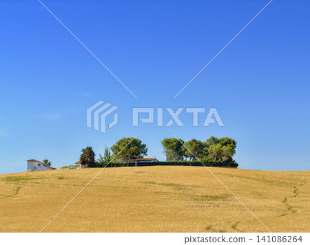 Golden field and houses under clear blue sky. Golden field and houses under clear blue sky. 141086264
