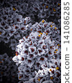 Full frame macro shot of stylized grey bougainvillea flowers with yellow cores. 141086285