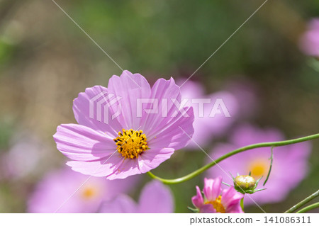 嬌嫩的粉紅色波斯菊，在柔和的秋日陽光下顯得晶瑩剔透。 141086311